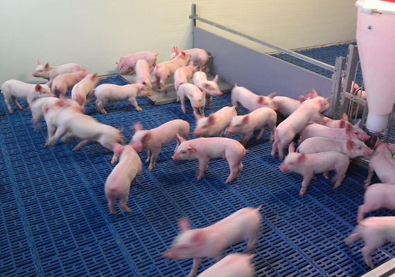 PIG PRODUCTION