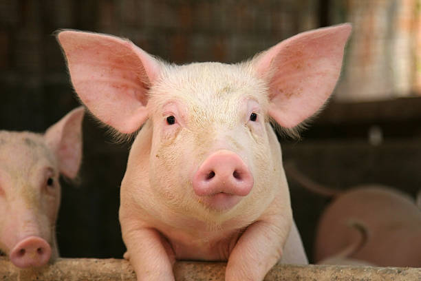 Digitization has been fully implemented in all aspects of pig farming