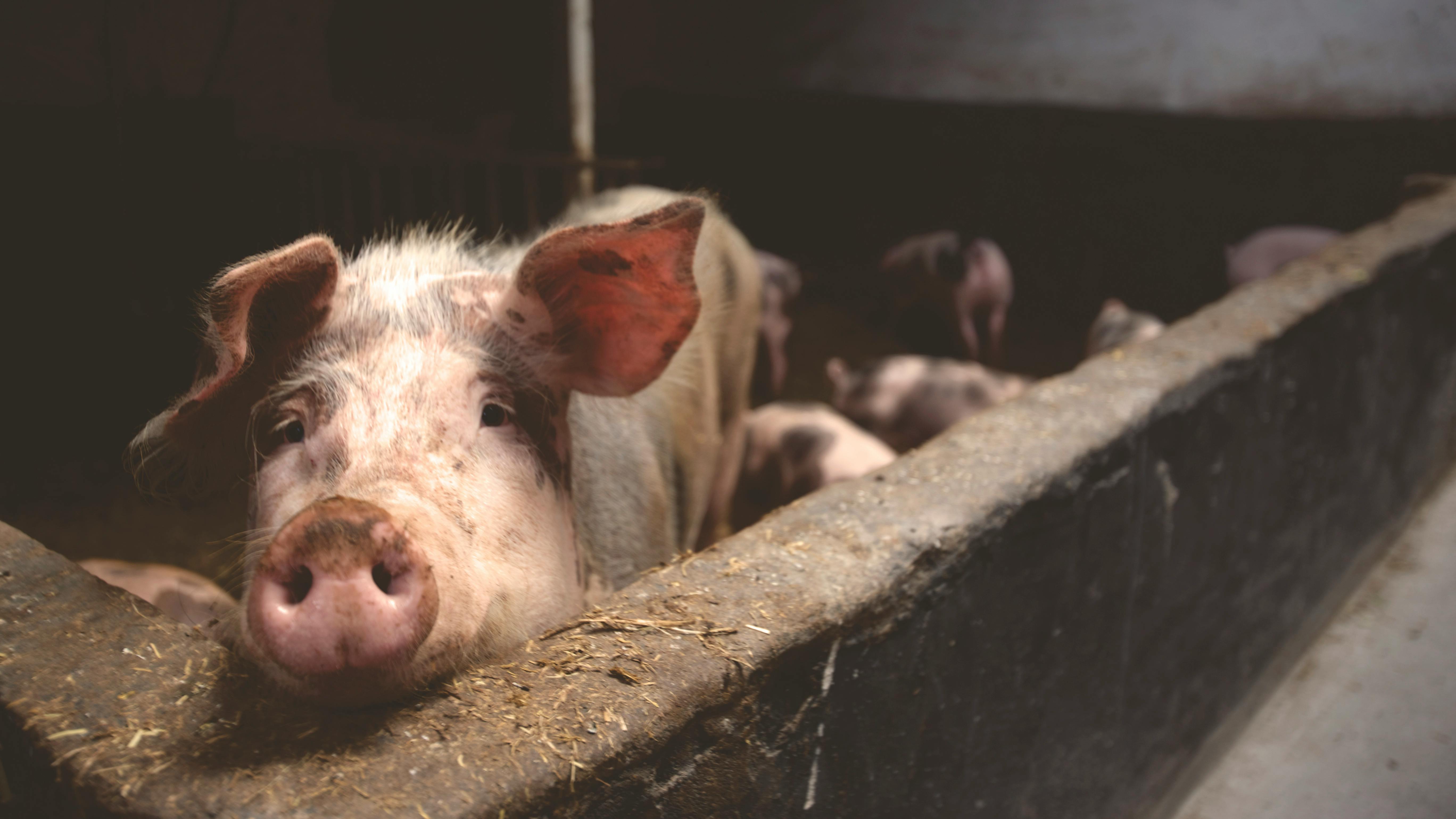 Will intelligent pig farming replace traditional pig farming?