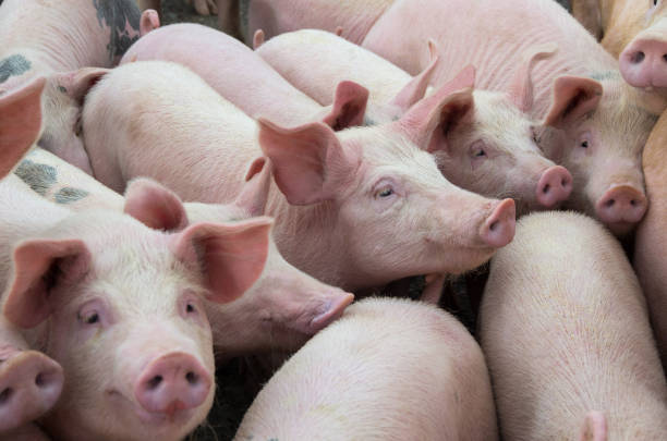 Industry builds smart pig farms, raising pigs well while reducing costs